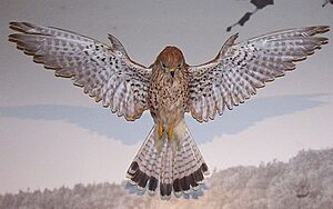 Archivo:Falco tinnunculus (Turmfalke)