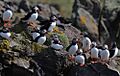 Flickr - Rainbirder - Puffin gang