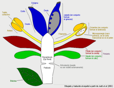 Archivo:Flor-angiosperma-spa