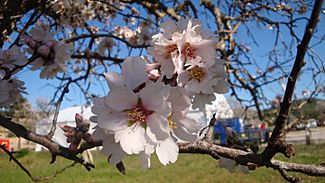 Archivo:Flores de cerezo