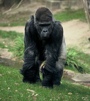 Archivo:Gorilla gorilla gorilla Nbg