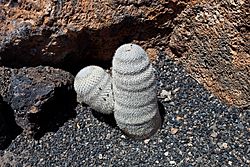 Guatiza - Jardín de Cactus - Lanzarote - J41.jpg