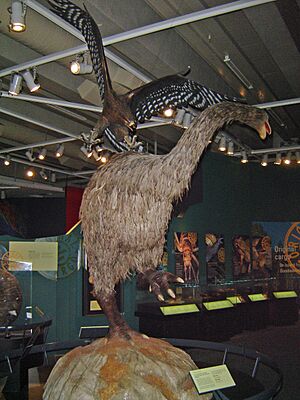 Archivo:Haastseagleattacksamoa
