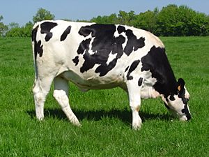 Archivo:Holstein heifer