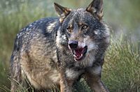 Iberian Wolf.jpg