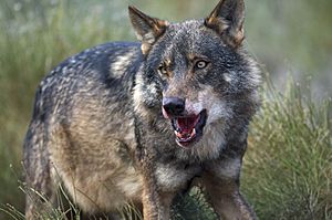 Archivo:Iberian Wolf