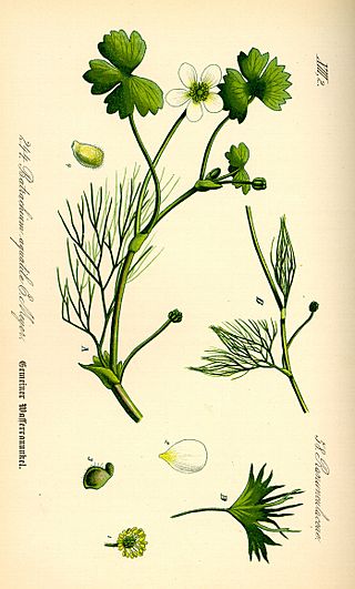 Illustration Ranunculus aquatilis0.jpg
