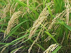 Archivo:Image-Rice japonica akituho