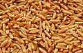 Kamut grain