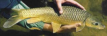 Archivo:Labeobarbus aeneus, Orange river, Richtersveld