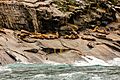 Leones marinos de Steller (Eumetopias jubatus), Bahía de la Resurección, Seward, Alaska, Estados Unidos, 2017-08-21, DD 22