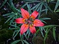LiliumPhiladelphicumVarAndinumDarmCrook7
