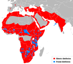 Distribución histórica y actual del león africano en África, Asia y Europa.