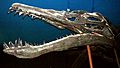 Liopleurodon ferox 2