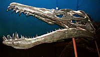 Archivo:Liopleurodon ferox 2