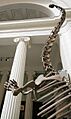 Mamenchisaurus