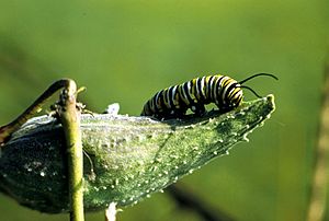 Archivo:Monarchcatterpillarsm