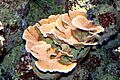 Montipora 1