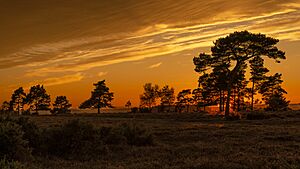 Archivo:New Forest Sunset (43914725785)