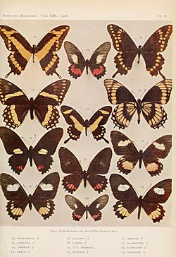 NovitatesZoologicaeVolumeXIII1906PlateV.jpg