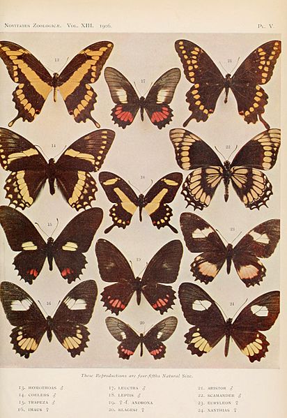 NovitatesZoologicaeVolumeXIII1906PlateV