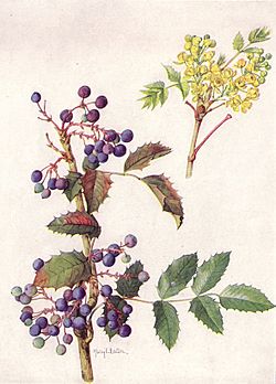 Oregon Grape (NGM XXXI p515).jpg