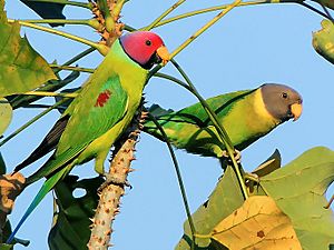 Archivo:Pair of Plum-headed parakeet (Psittacula cyanocephala) Photograph By Shantanu Kuveskar