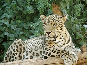 Archivo:Persian Leopard sitting