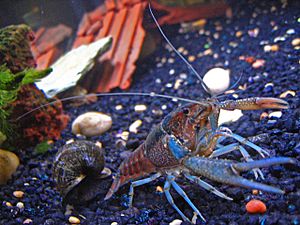 Archivo:Pet-crayfish-(Clippy-II)-in-freshwater-aquarium-with-apple-snail