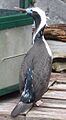 Phalacrocorax punctatus AucklandZoo.1001