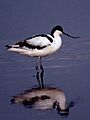 Pied Avocet