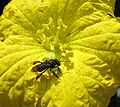 Pollinating bee covered with pollen