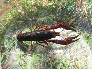 Archivo:Procambarus clarkii top