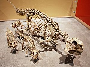 Archivo:Psittacosaurus family
