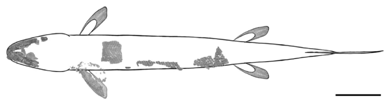 Qikiqtania Illustration