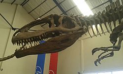 Archivo:Resaltando la réplica del cráneo de un esqueleto de Giganotosaurus carolinii en el Museo municipal Carmen Funes