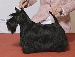 SKOTSK TERRIER, IT CH Raglan Rachel Rose (23662651374) (cropped).jpg