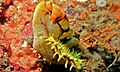 Sea Cucumber (Pentacta lutea) on Sea Squirt (Polycarpa aurata) (8503030546)