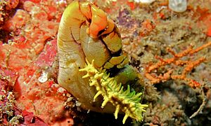Sea Cucumber (Pentacta lutea) on Sea Squirt (Polycarpa aurata) (8503030546)