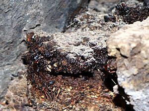 Archivo:Shilajit, Mohave Lava Tube, 2018.04.01 (35)