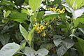 Smallanthus pyramidalis 1