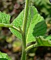 Solanum wallacei 4