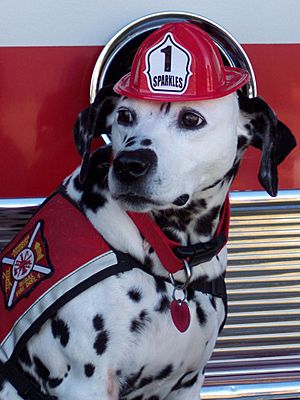 Archivo:Sparkles the Fire Safety Dog