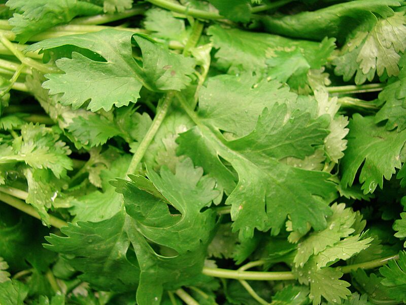 Starr 070730-7899 Petroselinum crispum