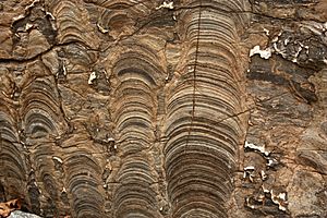 Archivo:StromatoliteUL03