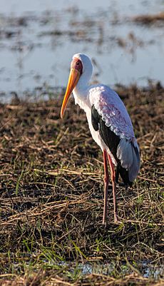 Tántalo africano (Mycteria ibis), parque nacional de Chobe, Botsuana, 2018-07-28, DD 73.jpg
