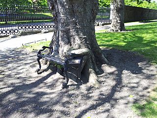 The Hungry Tree at Kings Inns (geograph 4572088).jpg