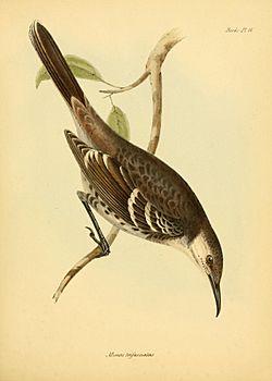 The zoology of the voyage of H.M.S. Beagle (Birds Pl. 16) (8430588988).jpg