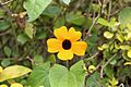 Thunbergia alata 007