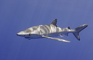Archivo:Tiburón azul (Prionace glauca), canal Fayal-Pico, islas Azores, Portugal, 2020-07-27, DD 13